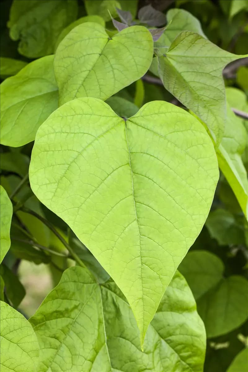 Catalpa bignonioides 'Nana' Kugel-Trompetenbaum 'Nana'