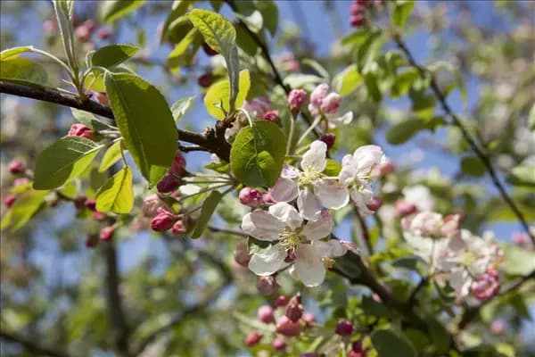 Malus 'Evereste'®