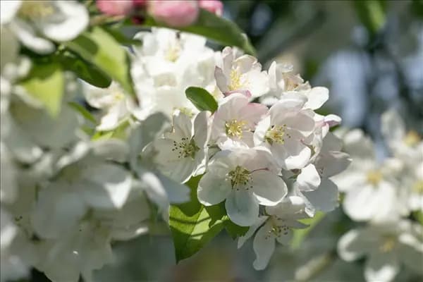 Malus 'Evereste'®