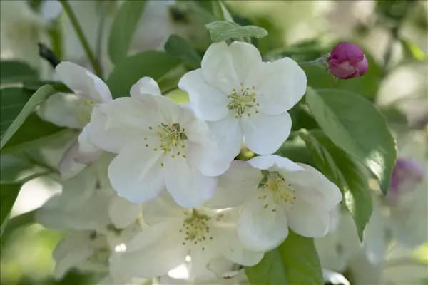 Malus 'Evereste'®