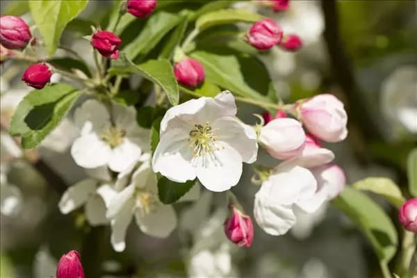 Malus 'Evereste'®