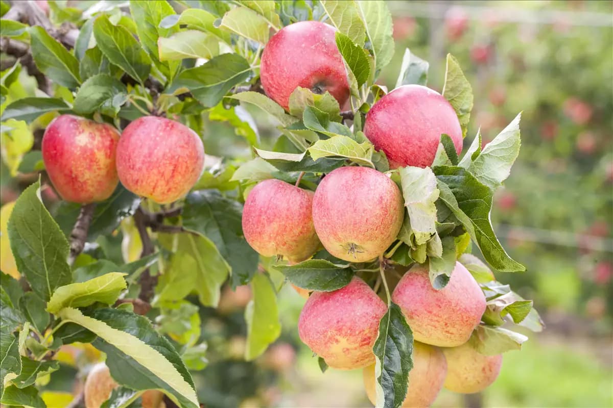 Malus 'Gravensteiner'                  CAC - Formgehölze Apfel 'Gravensteiner'               mittel