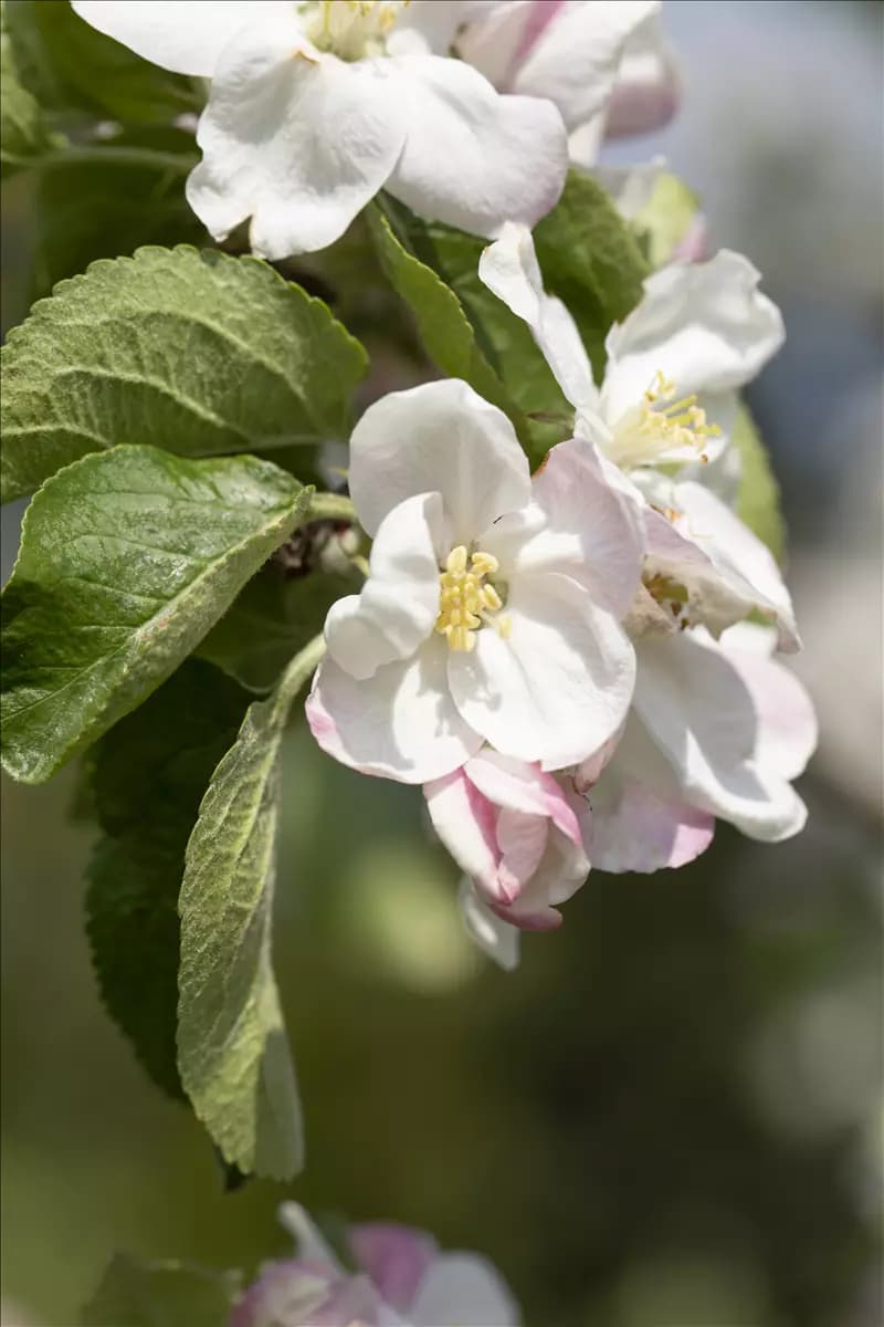 Malus 'Jakob Lebel'                    CAC Apfel 'Jakob Lebel'                 mittel