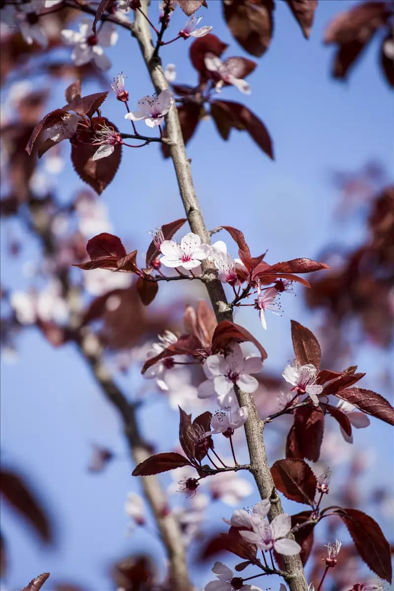 Prunus cerasifera 'Nigra'              CAC - Formgehölze Blutpflaume