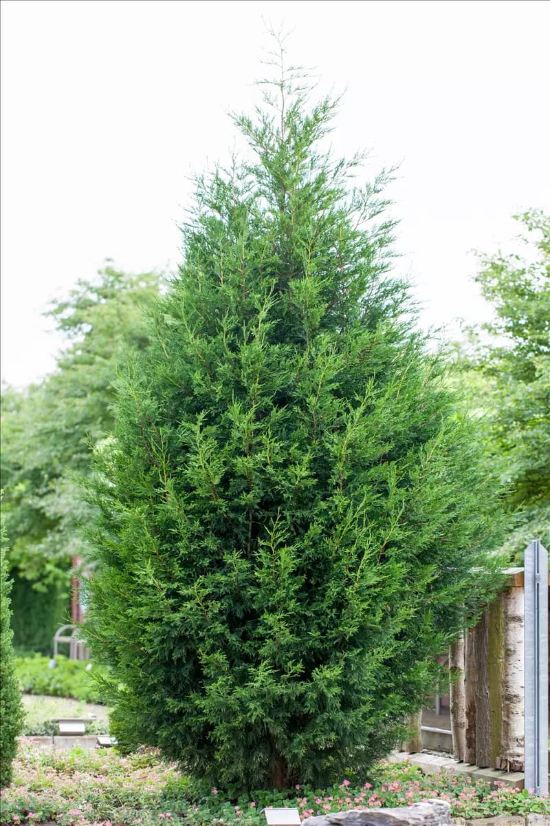 Cupressocyparis leylandii - Heckenpflanzen Leyland-Zypresse