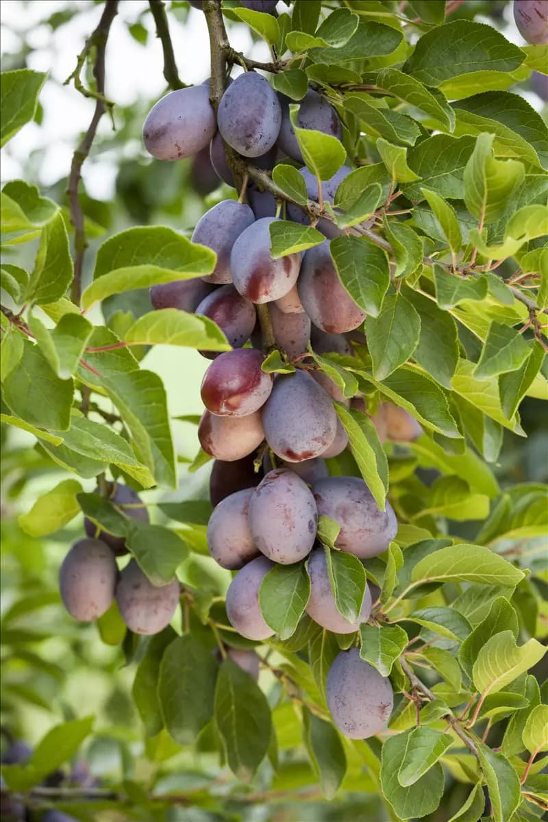 Prunus dom.'Hauszwetsche'              CAC Zwetsche 'Hauszwetsche'         mittelspät
