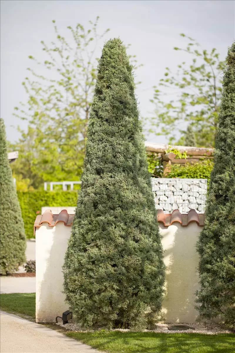 Cupressus arizonica 'Fastigiata' Säulen-Arizona-Zypresse