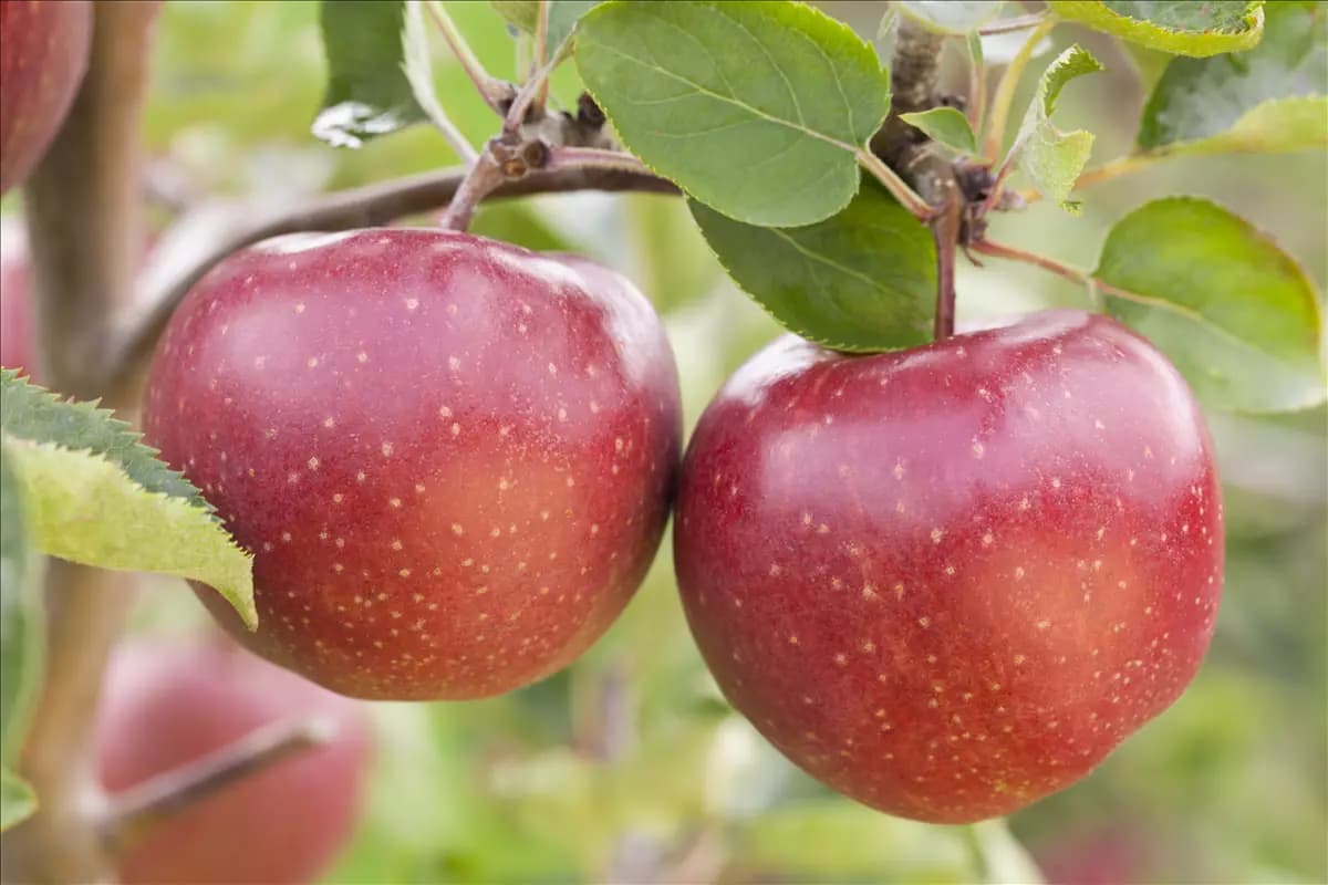 Malus 'Jonagold'                       CAC Apfel 'Jonagold'                    mittel