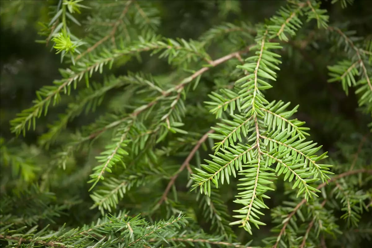 Tsuga canadensis Kanadische Hemlocktanne