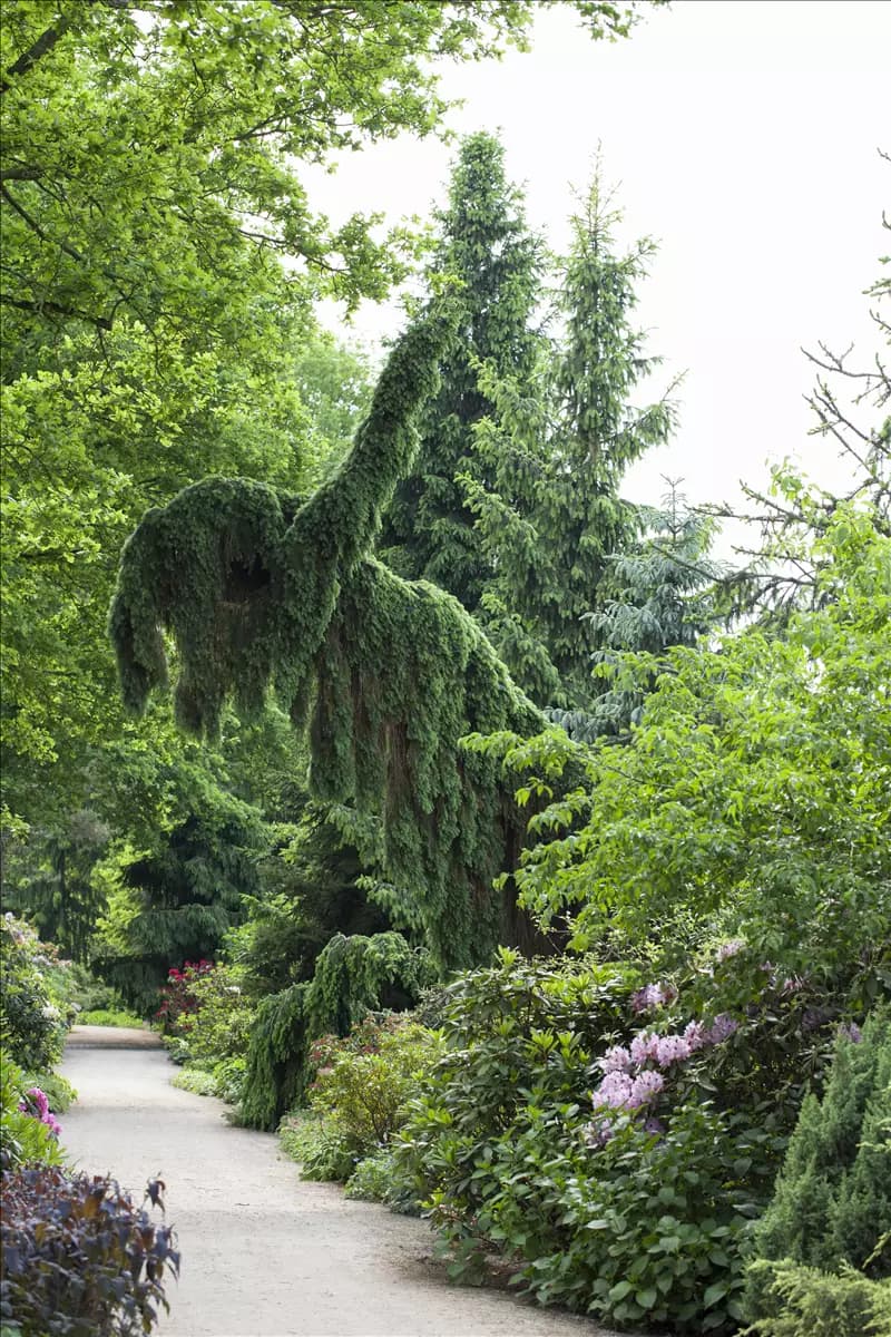 Picea omorika 'Pendula' Serbische Hängefichte