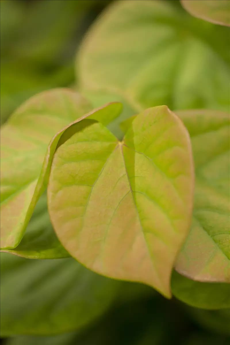 Cercis chinensis 'Avondale' - Formgehölze Judasbaum 'Avondale'