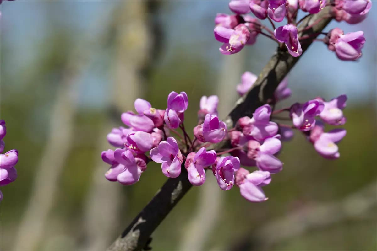 Cercis siliquastrum - Mediterranes Gemeiner Judasbaum
