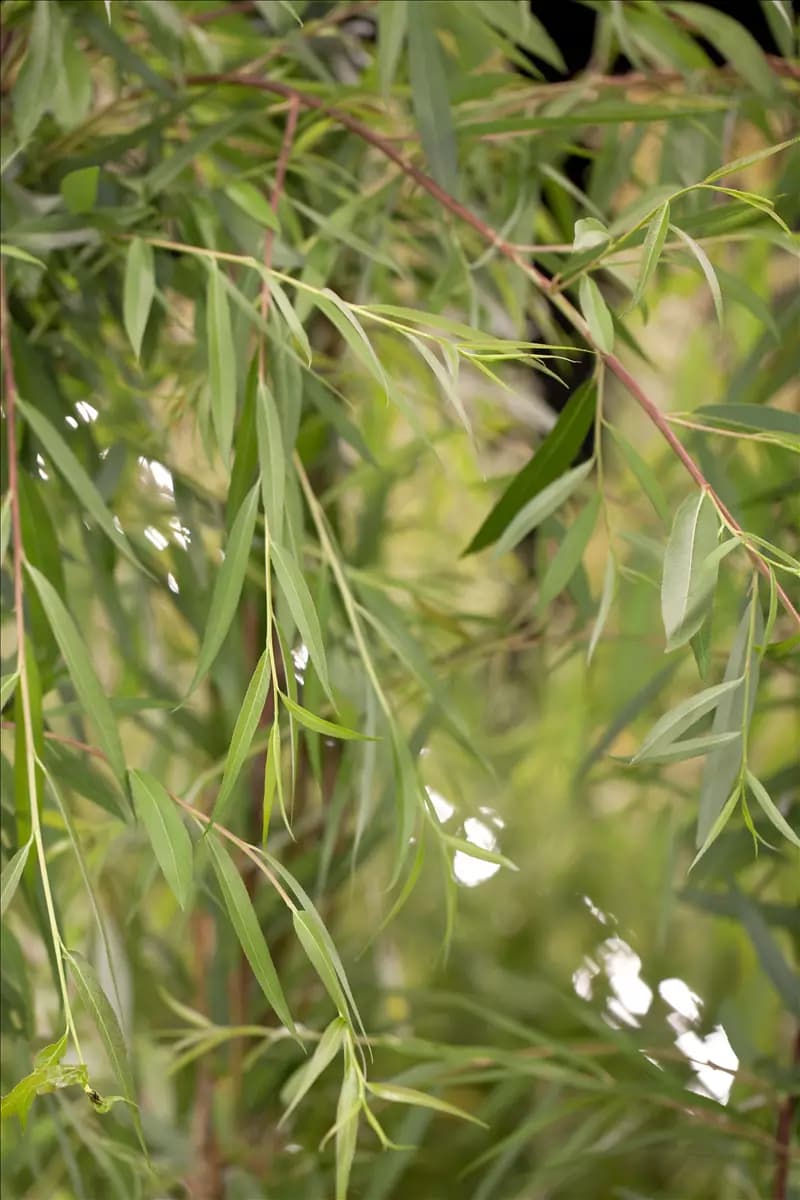 Salix sepulcralis 'Chrysocoma' Trauerweide