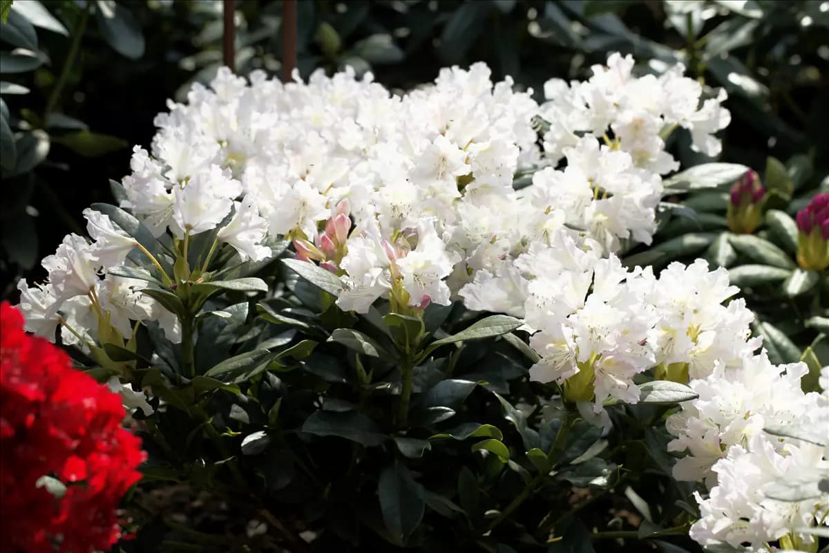 Rhododendron Hybr.'Cunningham's White' I Rhododendron-Hybride 'Cunningham's White'