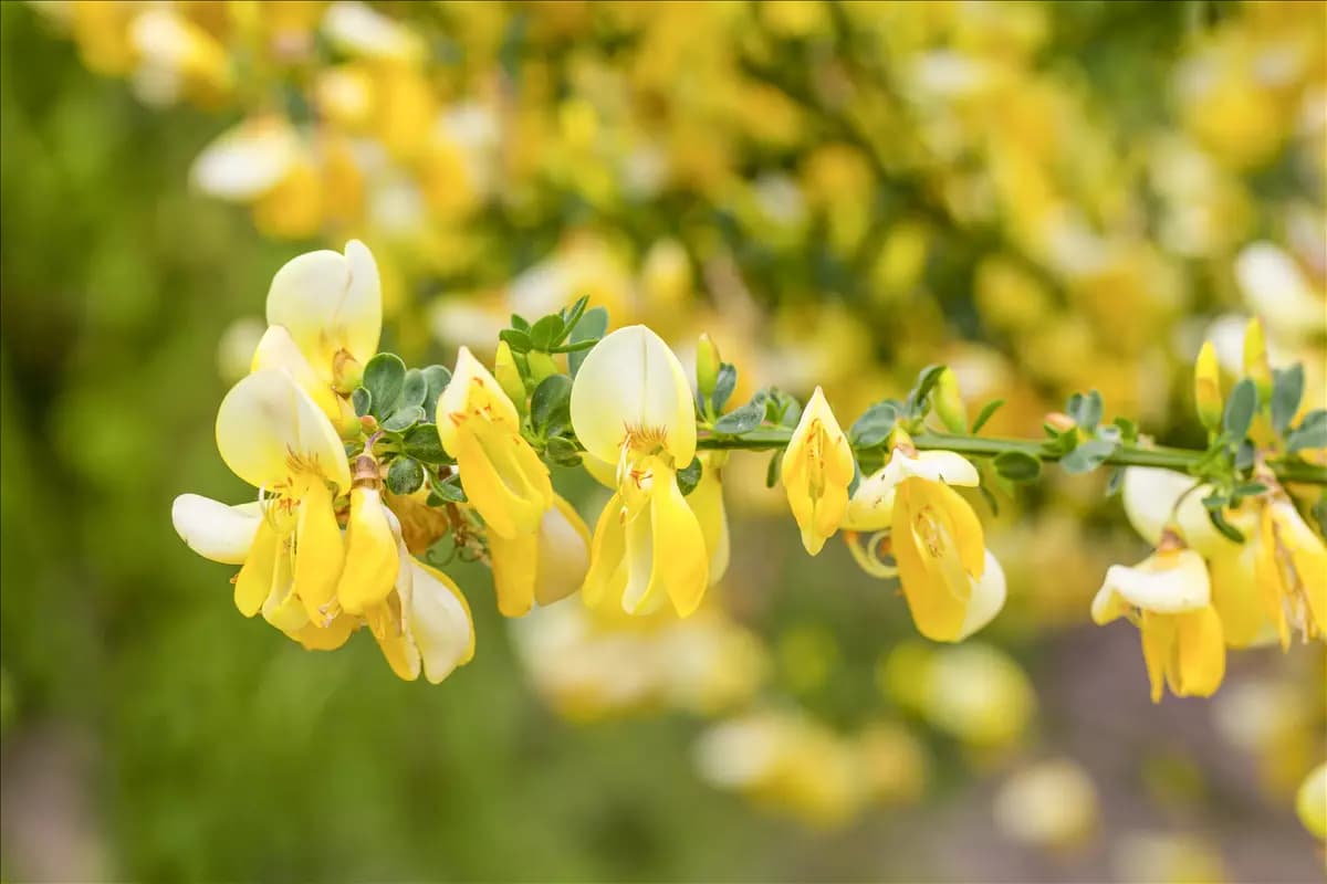 Cytisus praecox 'Allgold' - Wildgehölze Elfenbeinginster 'Allgold'