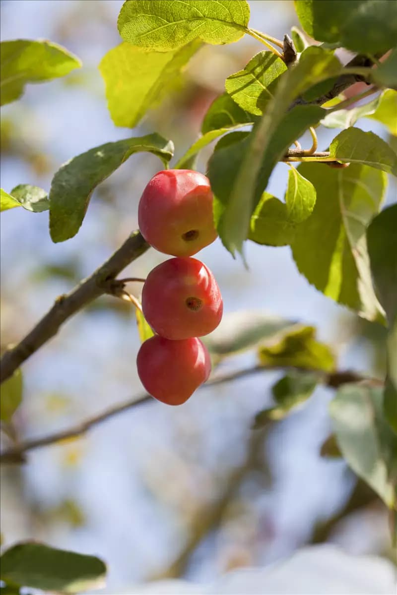Malus 'Red Sentinel'                   CAC - Baum Zierapfel 'Red Sentinel'