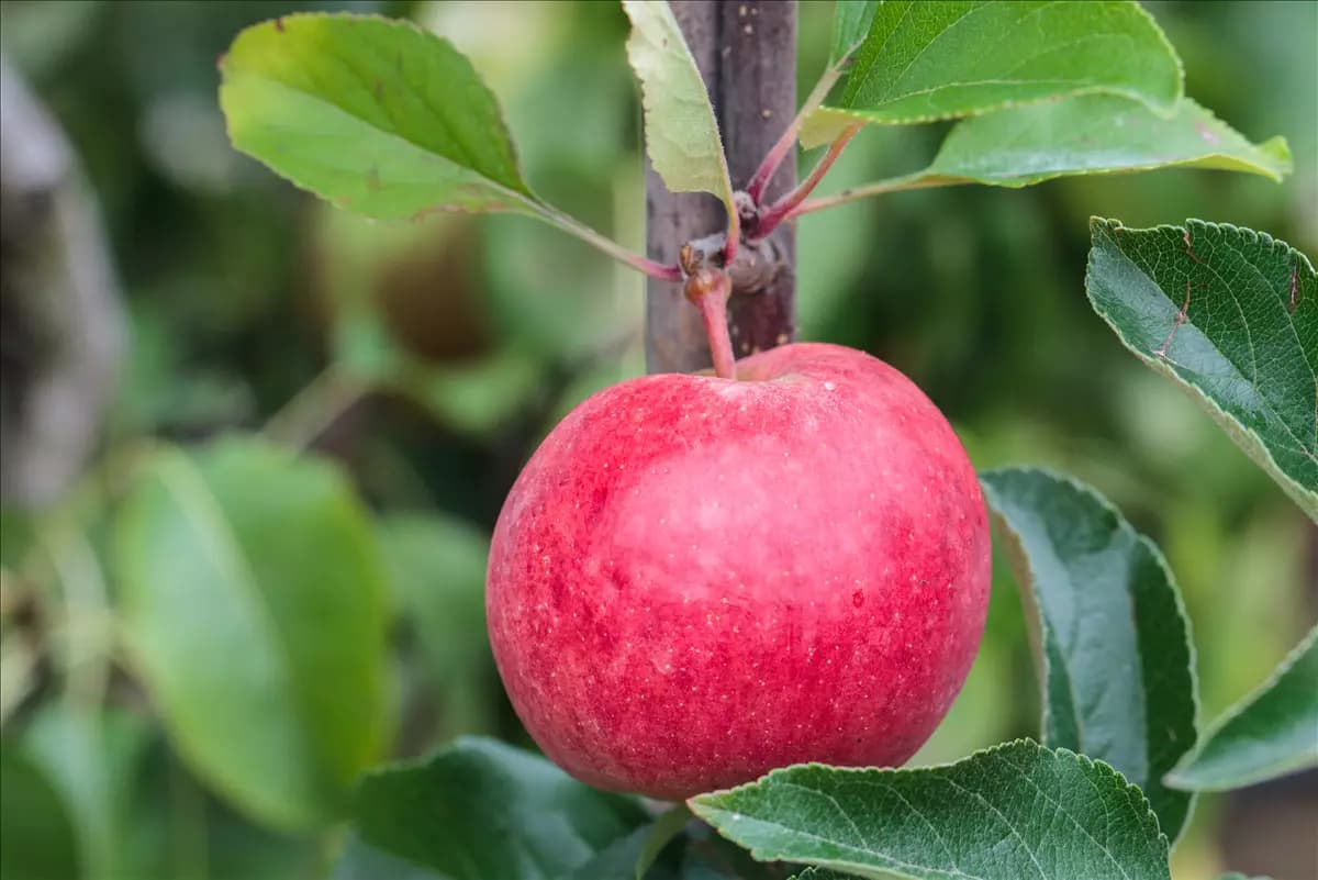Malus 'Roter Berlepsch'                CAC Apfel 'Roter Berlepsch'             mittel