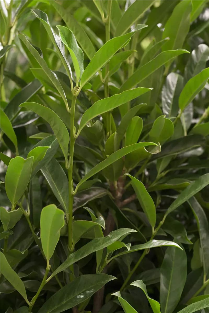 Prunus lauroc.'Reynvaanii' Lorbeerkirsche 'Reynvaanii'
