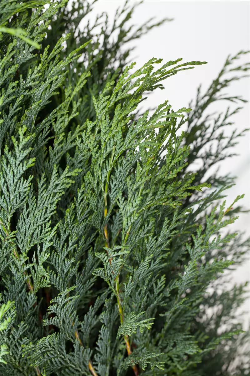 Chamaecyparis laws.'Columnaris Glauca' Blaue Säulenzypresse