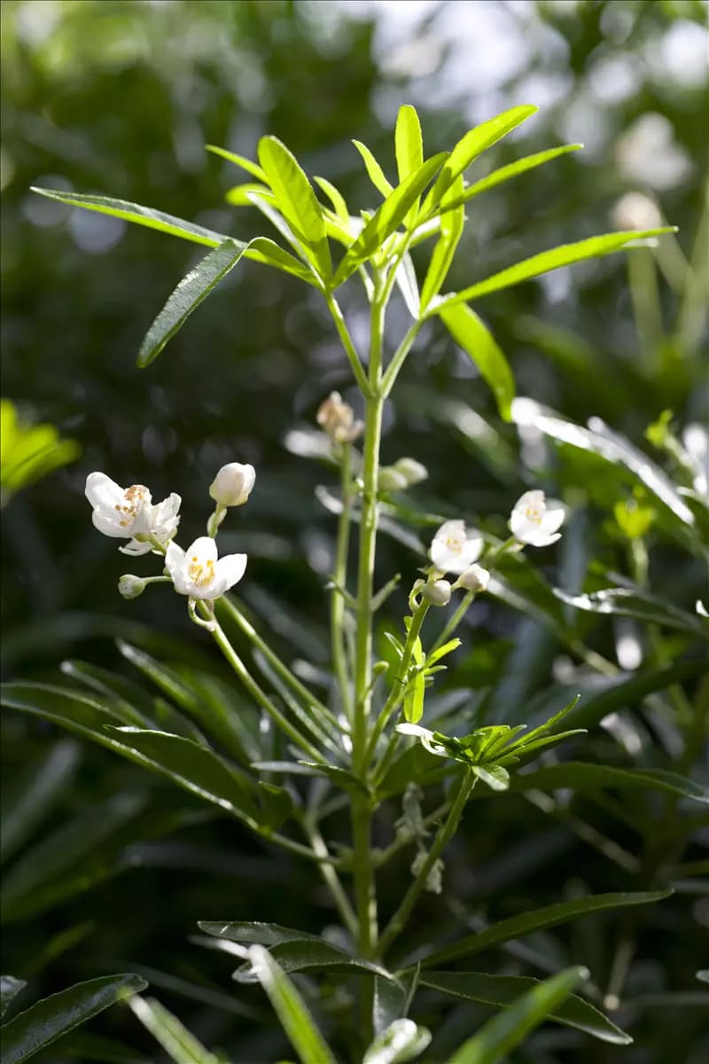Choisya ternata 'White Dazzler' Orangenblume