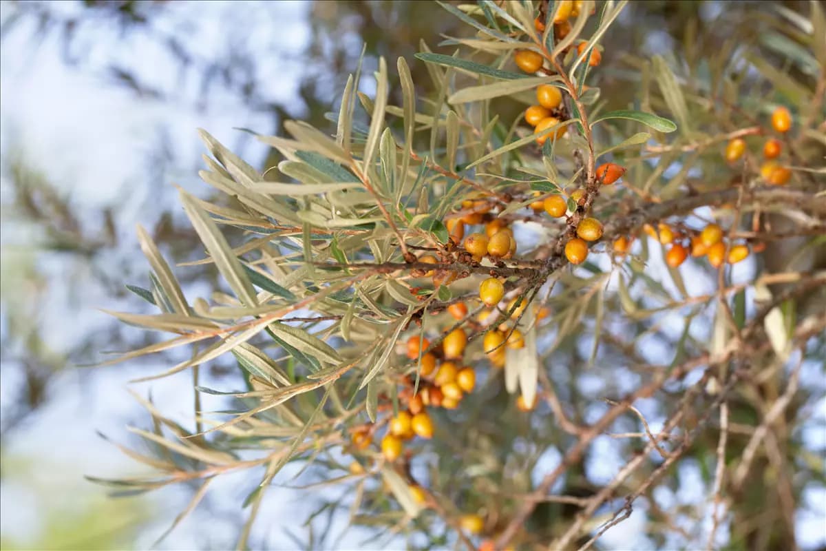Hippophae rhamnoides Sanddorn