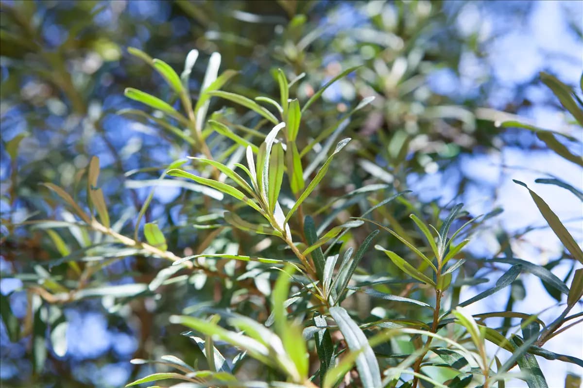Hippophae rhamnoides 'Pollmix' Sanddorn, männl.'Pollmix'