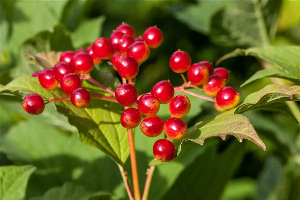 Viburnum opulus Gemeiner Schneeball