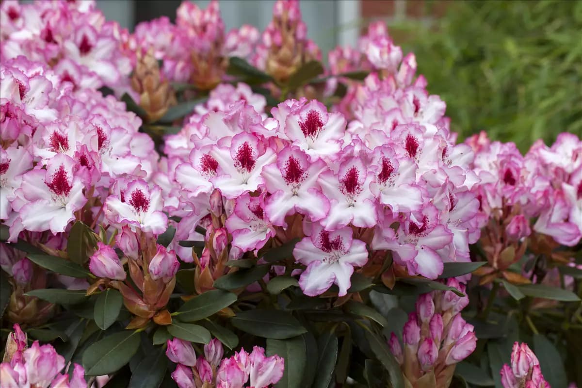 Rhododendron Hybr.'Hachmann's Charmant'-R- IV Rhododendron-Hybride 'Hachmann's Charmant'-R-