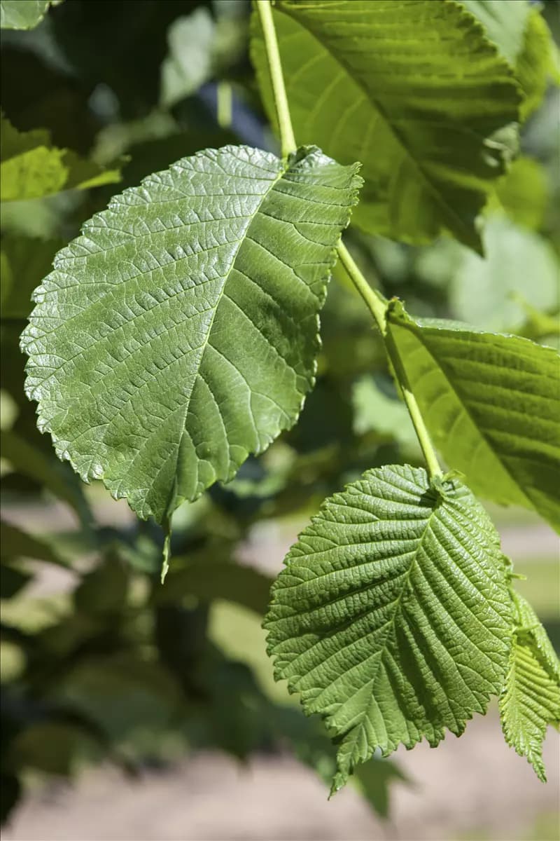 Morus alba - Wildgehölze Weiße Maulbeere