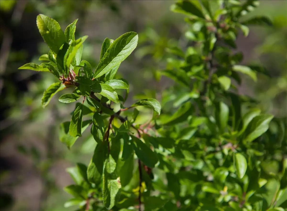 Prunus spinosa                         CAC Schlehe,Schwarzdorn