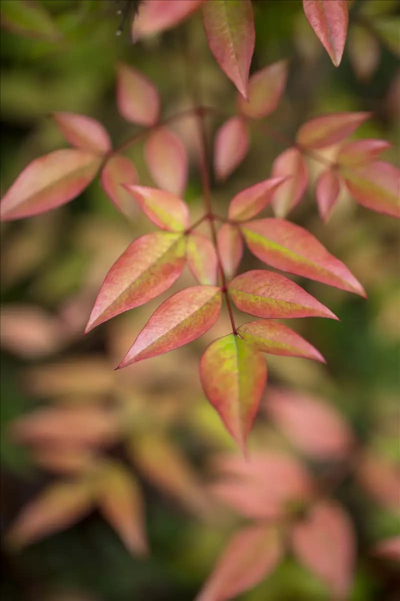 Nandina domestica Heiliger Bambus