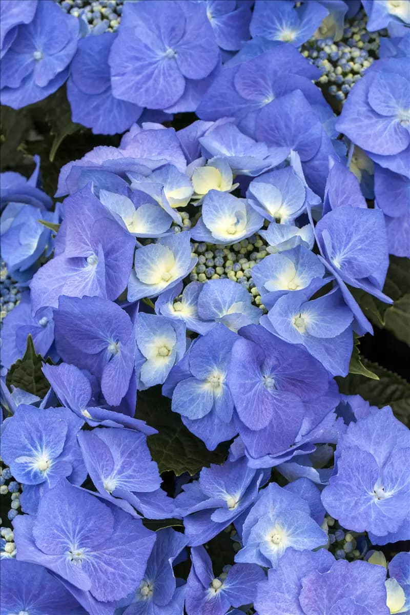 Hydrangea macrophylla 'Blaumeise' Tellerhortensie 'Blaumeise'