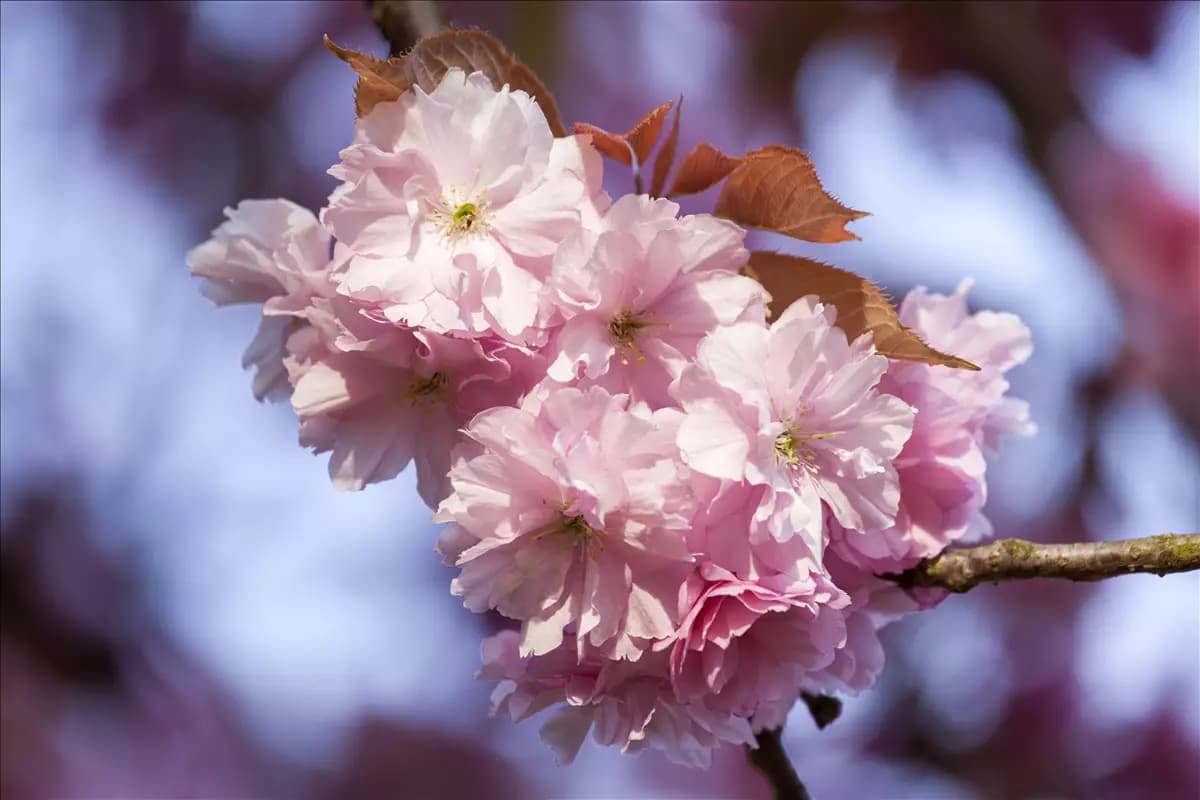 Prunus subhirtella 'Accolade'          CAC - Formgehölze Frühe Zierkirsche 'Accolade'