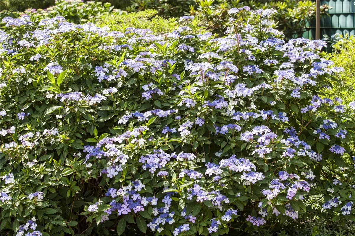Hydrangea macrophylla 'Bodensee' Bauernhortensie 'Bodensee'