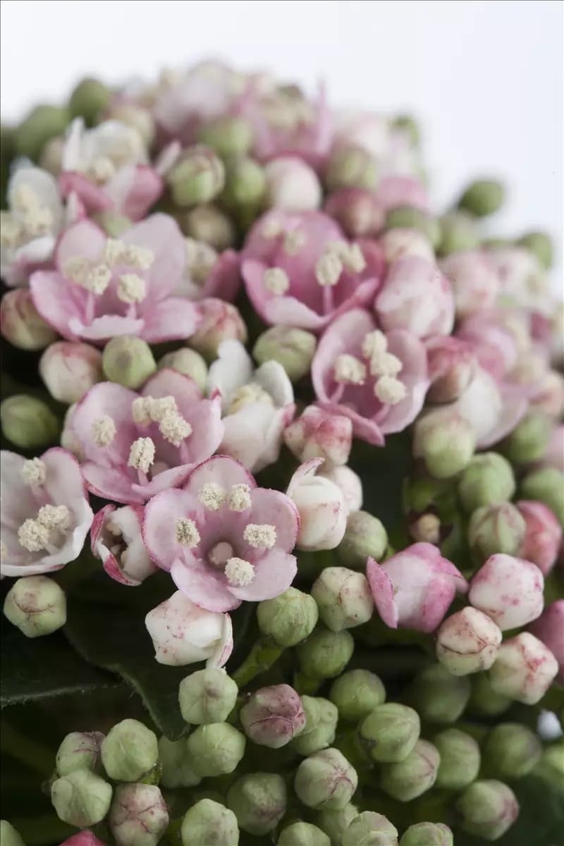 Viburnum tinus 'Eve Price' - Formgehölze Lorbeer-Schneeball 'Eve Price'