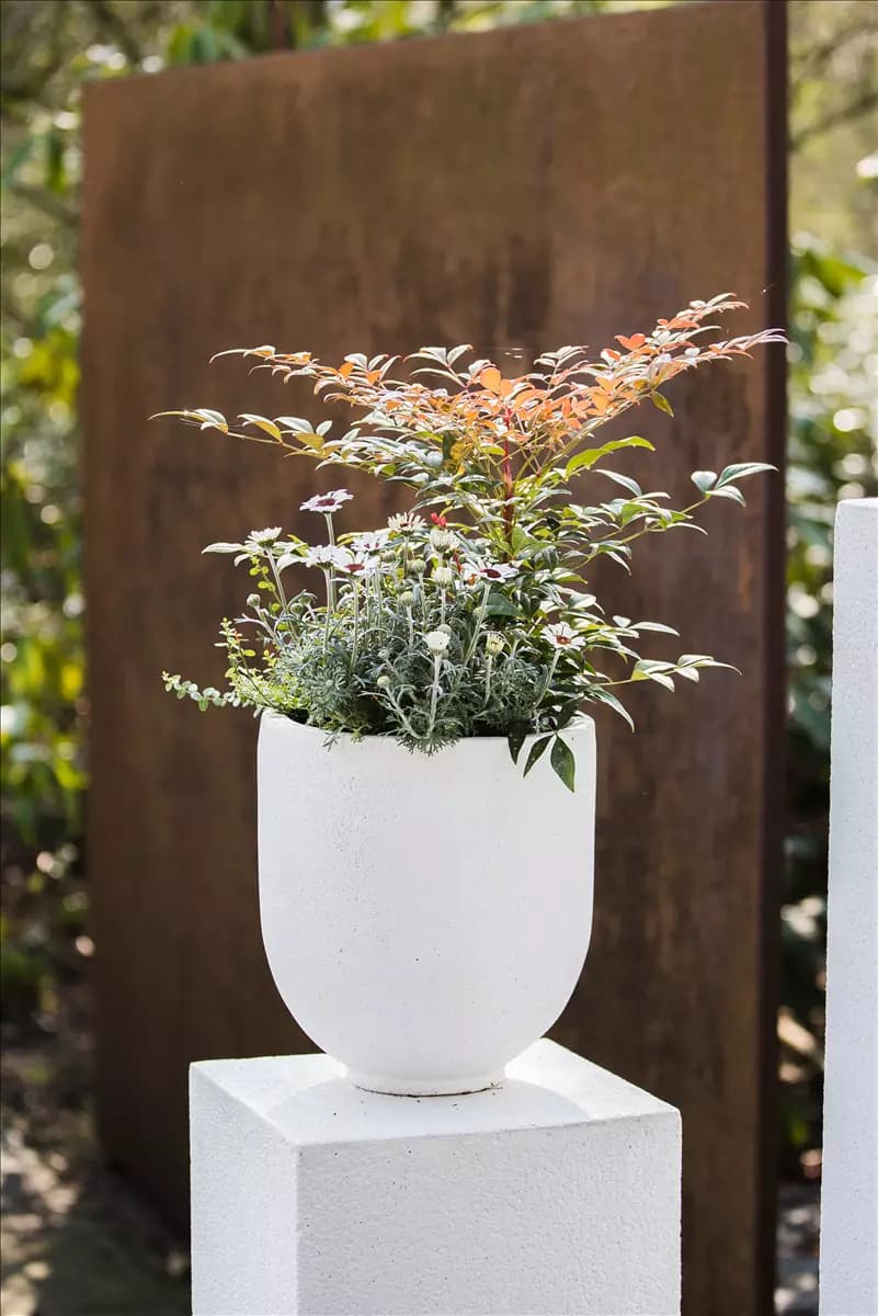 Nandina domestica 'Obsessed' Immergrüner Heiliger Bambus