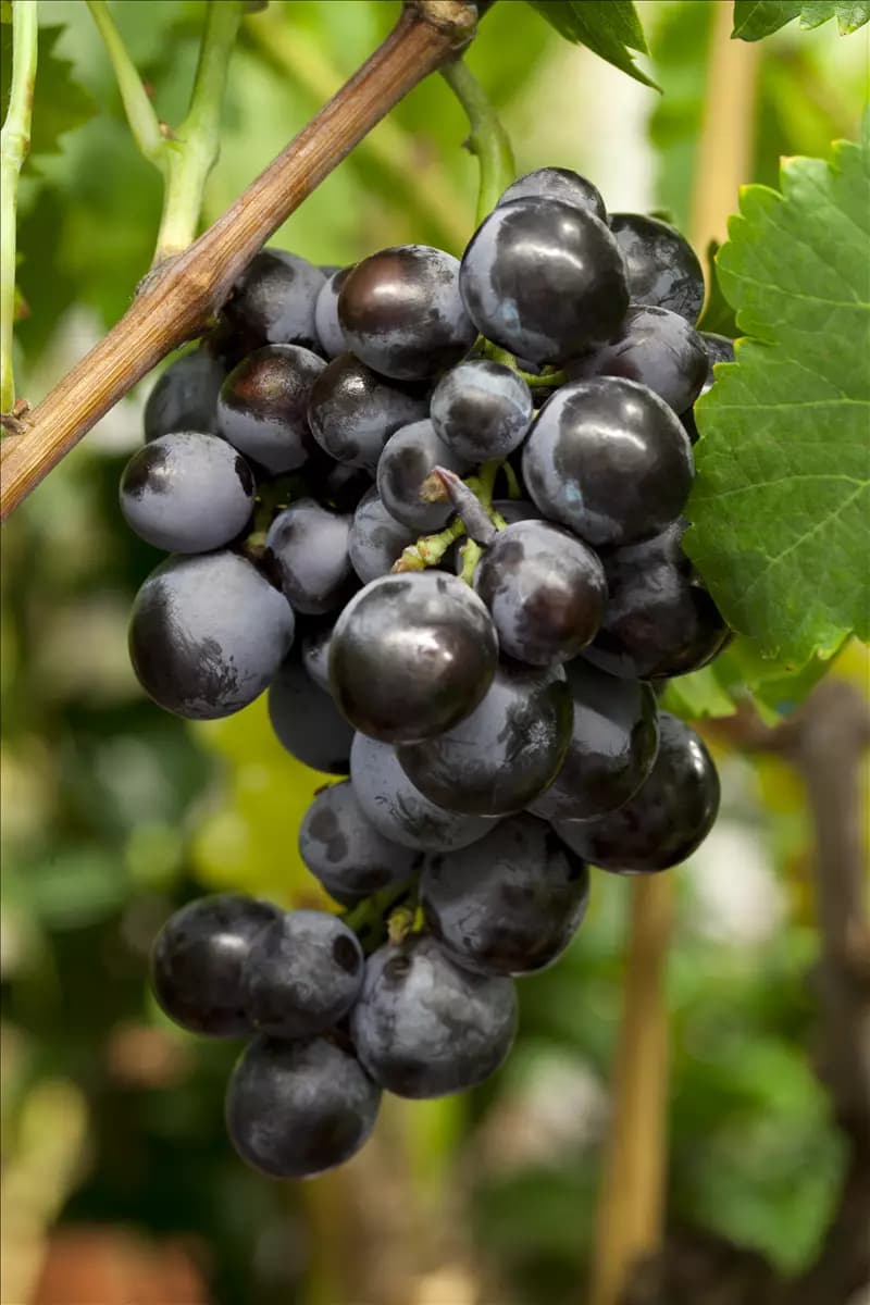 Vitis vinifera Weintraube