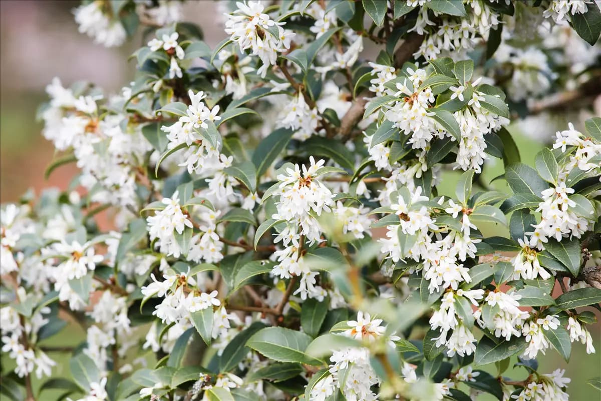 Osmanthus burkwoodii - Formgehölze Burkwoods Duftblüte