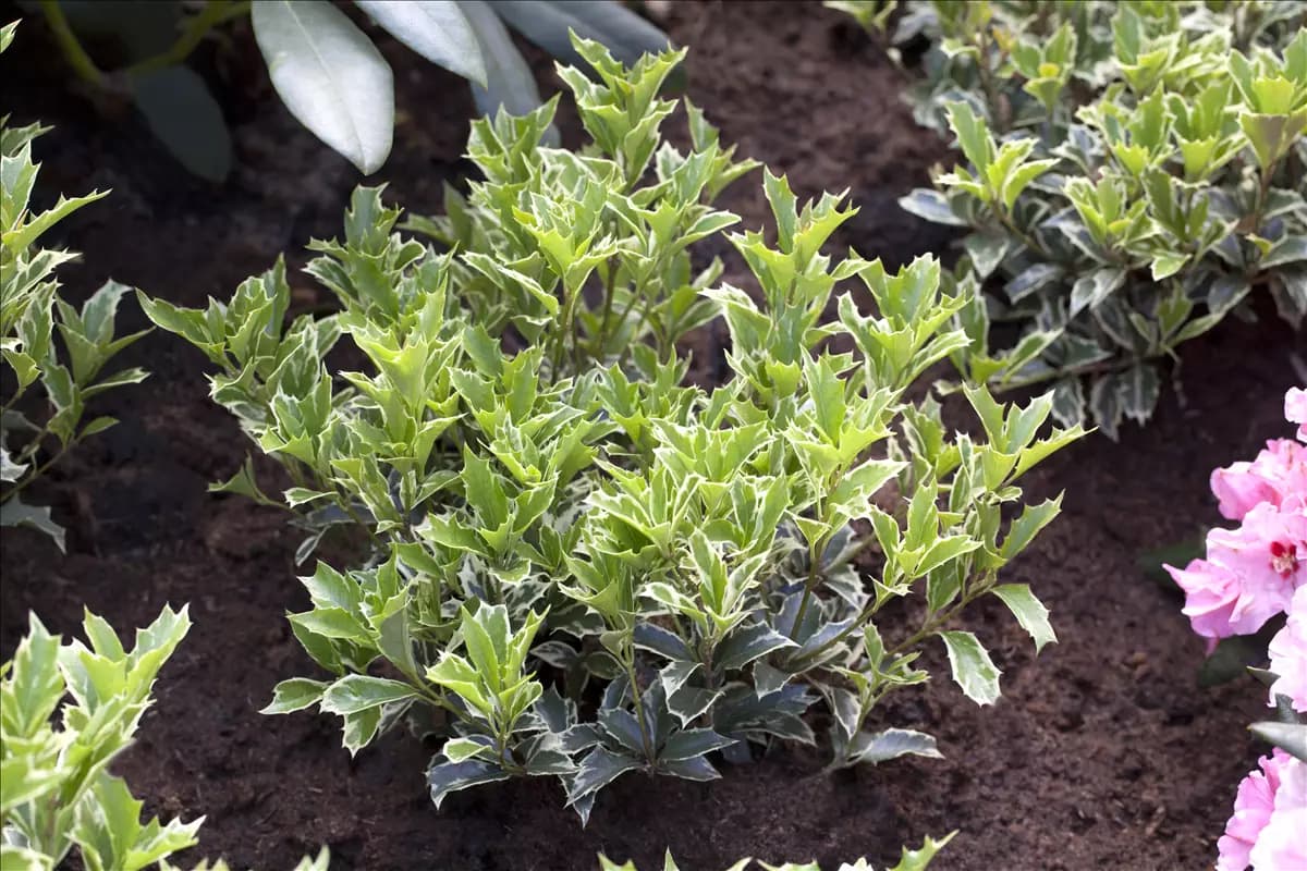 Osmanthus heterophyllus - Ziergehölze Stachelblättrige Duftblüte