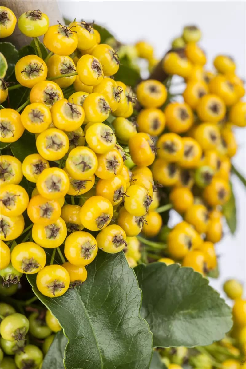 Pyracantha 'Soleil d'Or' Feuerdorn 'Soleil d'Or'