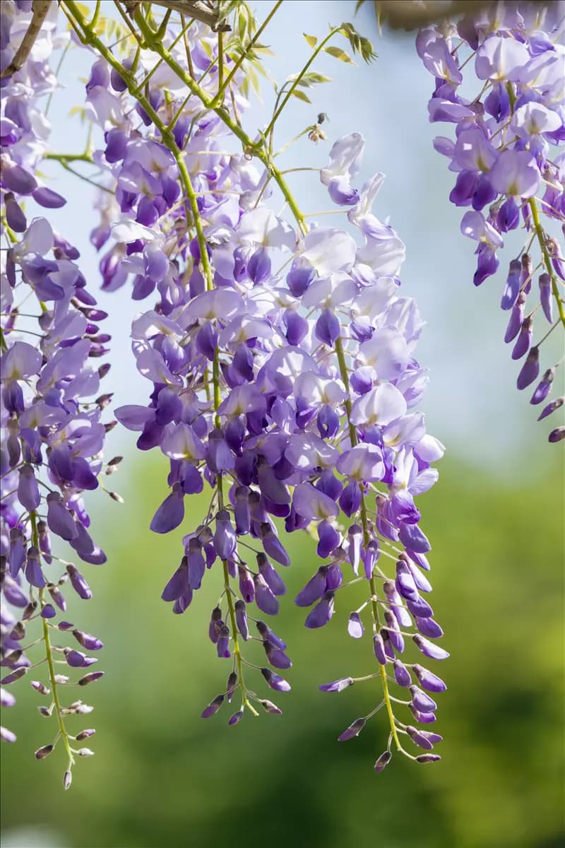 Wisteria sinensis 'Prolific' Chin.Blauregen 'Prolific'
