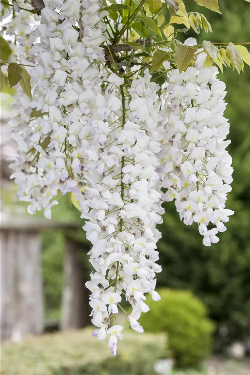 Wisteria sinensis 'Alba' Weißer Cin.Blauregen