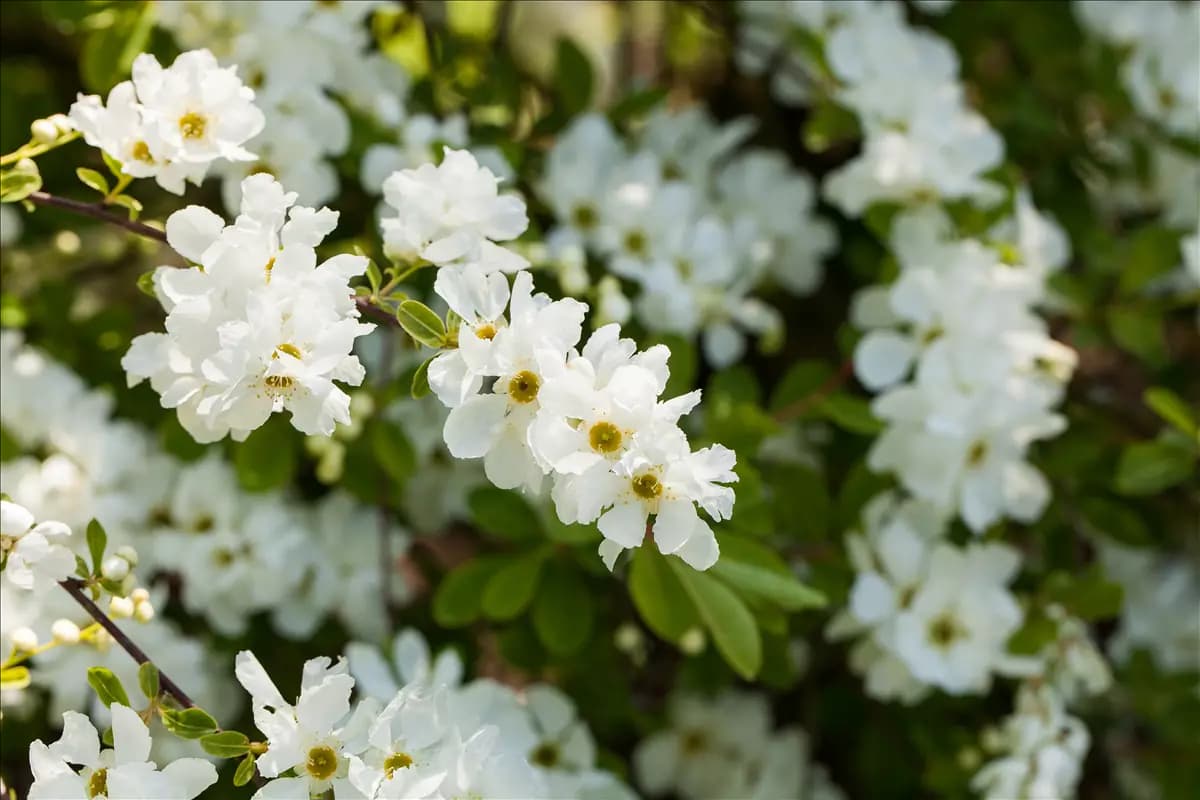Exochorda macrantha 'The Bride' Kleine Prunkspiere 'The Bride'