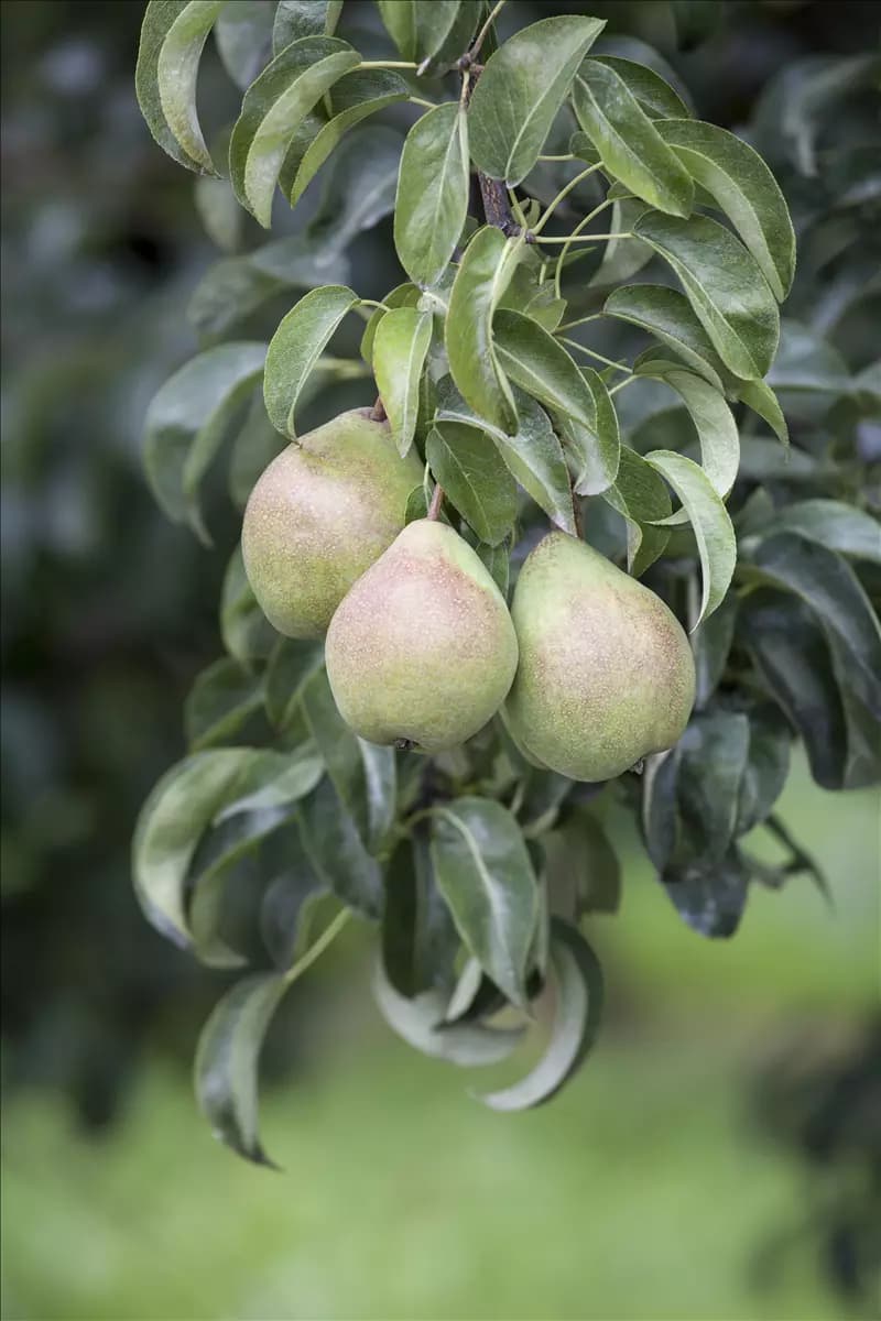 Pyrus communis                         CAC Gemeine Birne