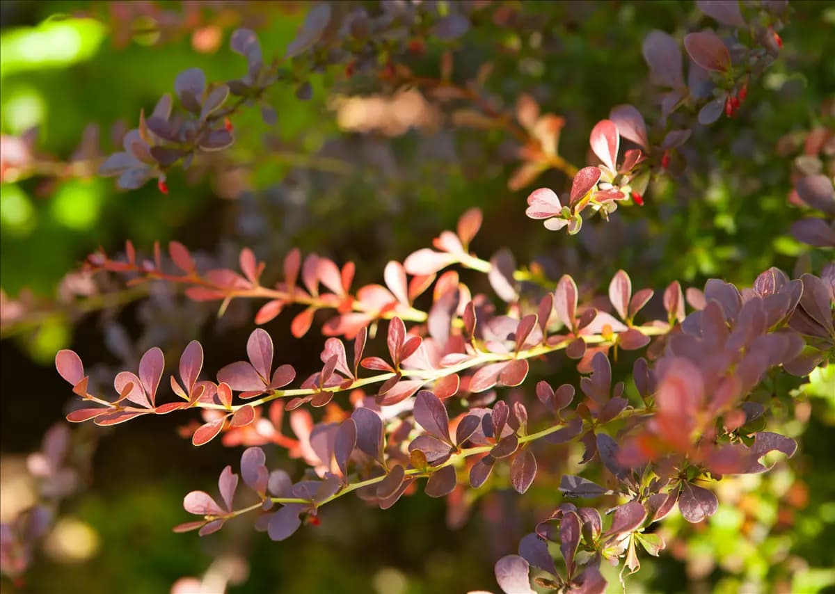 Berberis thunbergii 'Atropurpurea' - Wildgehölze Rote Heckenberberitze