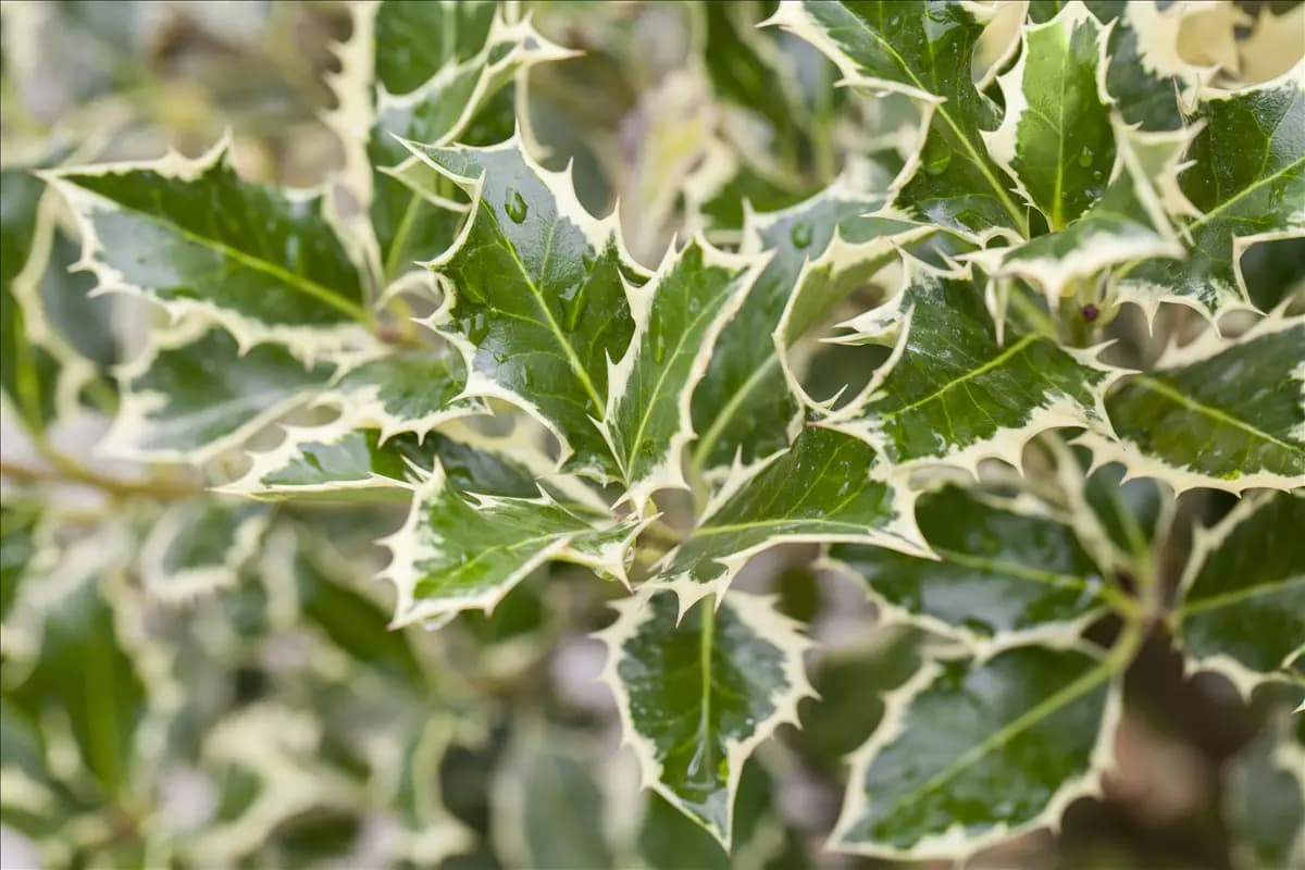 Ilex aquif.'Argentea Marginata' Weißbunte Stechpalme 'Argentea Marginata'