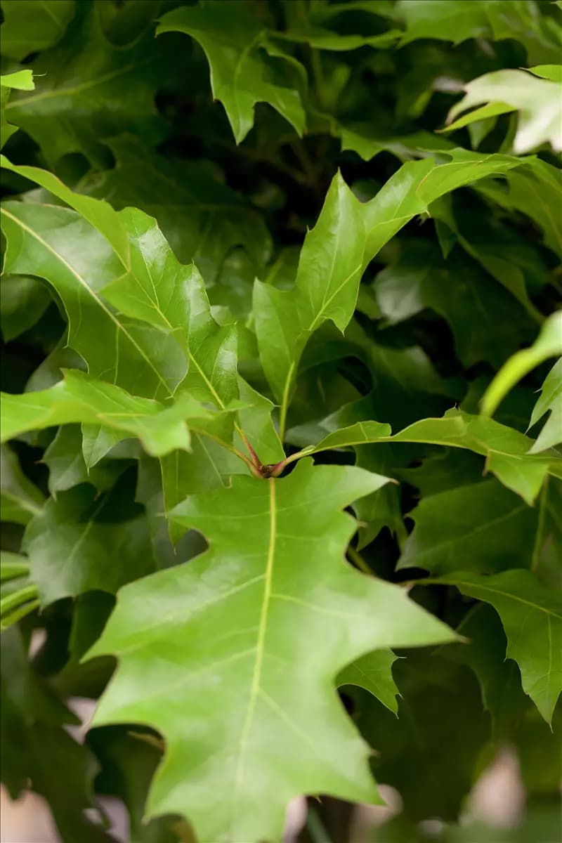 Quercus palustris 'Green Dwarf' Sumpf-Eiche 'Green Dwarf'