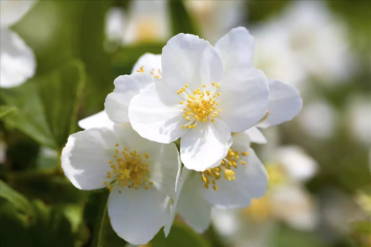 Philadelphus coronarius Duftend.Bauernjasmin