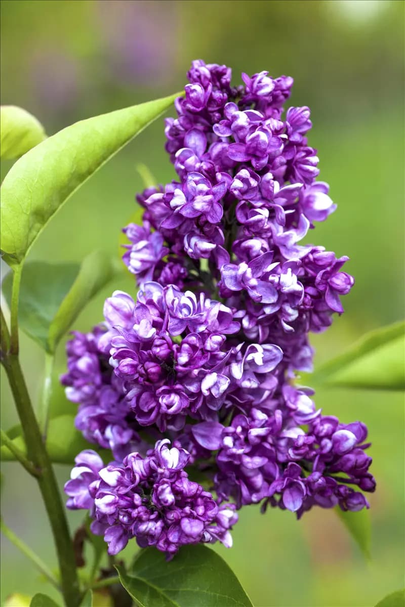 Syringa vulg.'Charles Joly' - Formgehölze Edelflieder 'Charles Joly'