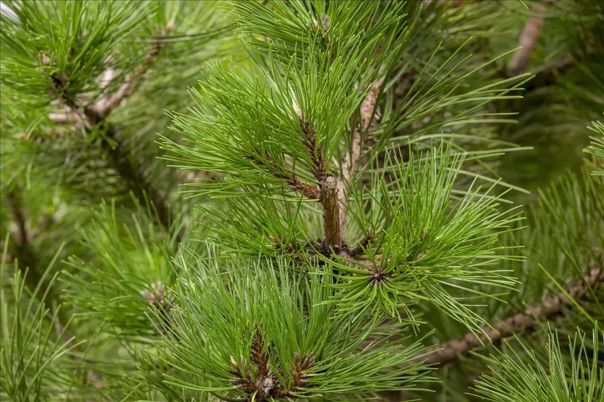 Pinus nigra ssp.nigra - Nadeln - Koniferen Schwarzkiefer